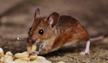 24 Hour & Emergency Exterminators in Dunsmuir, CA